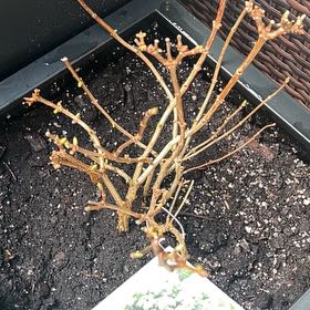 Photo of the plant species Bobo Hydrangea by @TimelyCowshorn named 3 Potted Bobo Hydrangeas on Greg, the plant care app
