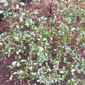 Photo of the plant species Azalea by @TimelyCowshorn named Pink Azalea bush on Greg, the plant care app