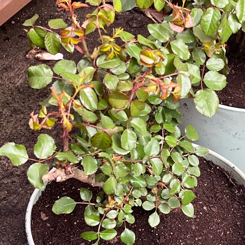 Photo of the plant species Hybrid Rose by @TimelyCowshorn named Potted Moonlight in Paris Rose on Greg, the plant care app