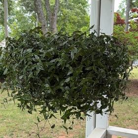 Photo of the plant species Bridal Veil by Caroline named Harmony on Greg, the plant care app