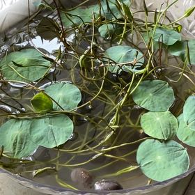 Photo of the plant species Fringed Water Lily by @ClimbingSalsa99 named Sir Plancelot on Greg, the plant care app