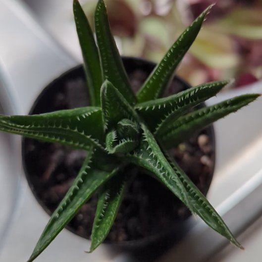 Photo of the plant species Aloe mitriformis by @Shaleigh named Sol on Greg, the plant care app
