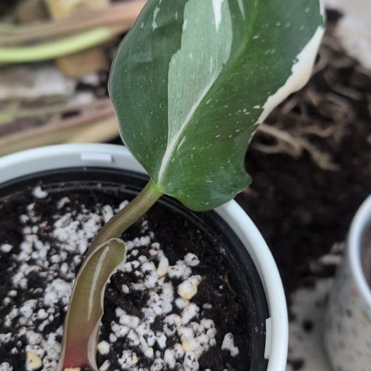 Photo of the plant species White Knight by @Shaleigh named Khaleesi on Greg, the plant care app