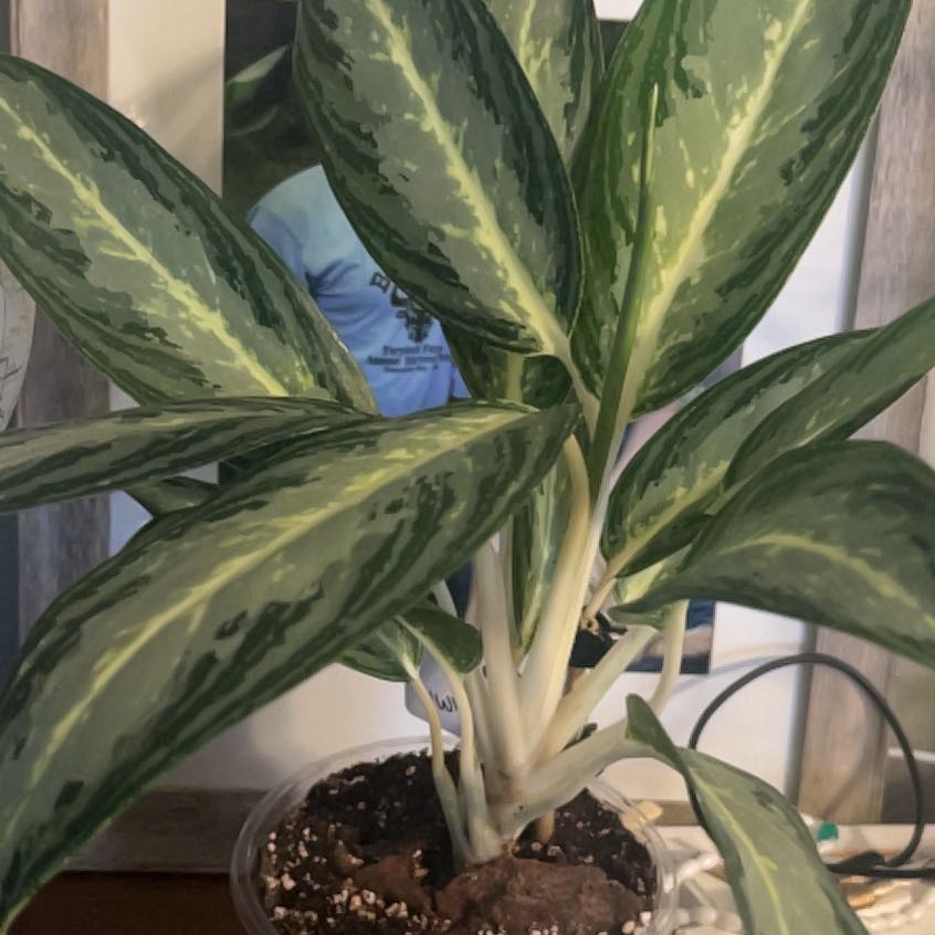 Photo of the plant species White Rain Chinese Evergreen by @DeanKaramu3 named Willow on Greg, the plant care app