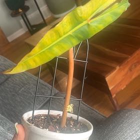Photo of the plant species Philodendron billietiae atabapoense by @DeanKaramu3 named Dolores on Greg, the plant care app