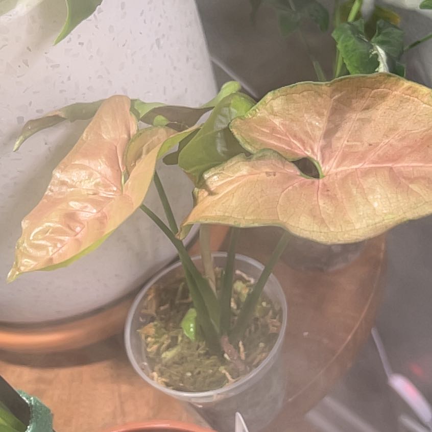 Photo of the plant species Syngonium 'Pink Salmon' by @DeanKaramu3 named Nemo on Greg, the plant care app