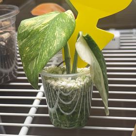 Photo of the plant species Scrambled Egg Sport Pothos by @DeanKaramu3 named Mollie on Greg, the plant care app