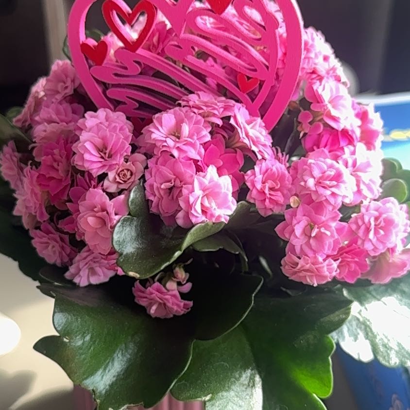 Photo of the plant species Calandiva by @CuriousGuasca90 named Mollie on Greg, the plant care app