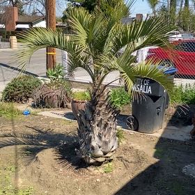 Photo of the plant species Jelly palm by @TidyLuckynut35 named Darwin on Greg, the plant care app