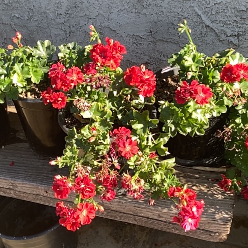 Photo of the plant species Ivy Leaf Geranium by @TidyLuckynut35 named Cleopatra on Greg, the plant care app