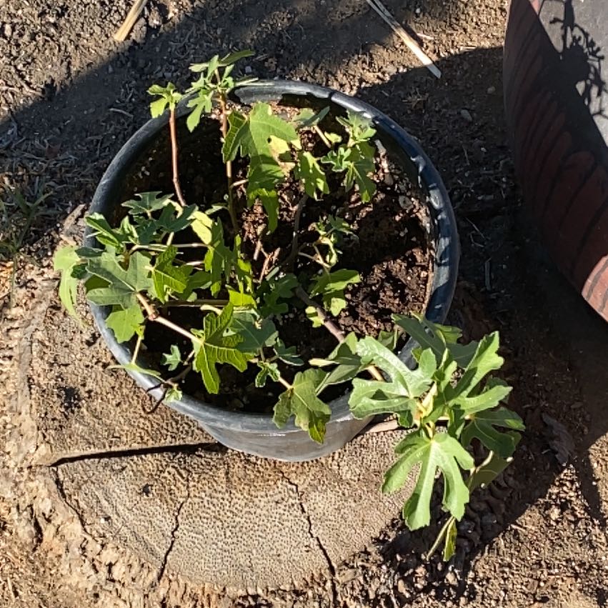 Photo of the plant species Black Mission Fig by @TidyLuckynut35 named Navajo on Greg, the plant care app