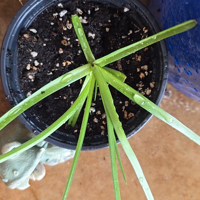 Photo of the plant species Red Hot Poker 'Poker Face' by @BoldAntplant20 named Athena on Greg, the plant care app