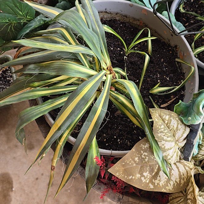Photo of the plant species Yucca 'Golden Sword' by @BoldAntplant20 named Harry on Greg, the plant care app