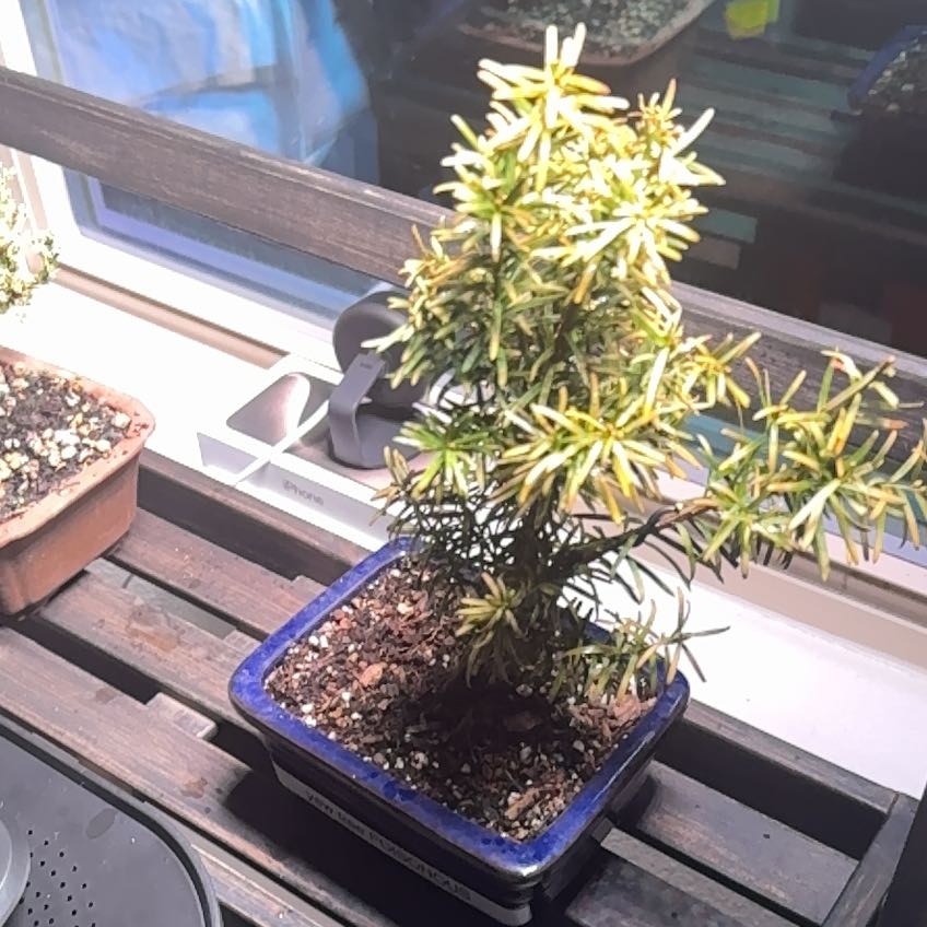 Photo of the plant species Japanese Yew 'Nana' by @ExoticCowshorn named Zion on Greg, the plant care app