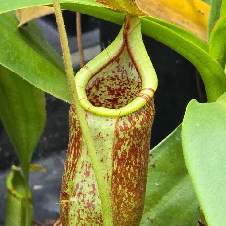 Photo of the plant species Pitcher Plant by @ActualBonsi named Elina on Greg, the plant care app