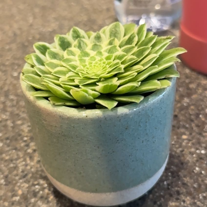 Photo of the plant species Aeonium 'Emerald Ice' by @SubtleRimu55 named Captain Plant-it on Greg, the plant care app
