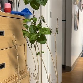 Photo of the plant species Hardy Hibiscus by @UniquelyCanna26 named Ozmo on Greg, the plant care app
