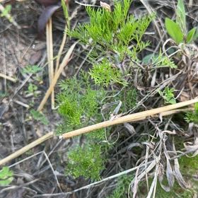 Photo of the plant species Scentless Mayweed by @WarmOakmazegill named Clooney on Greg, the plant care app