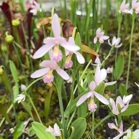 Photo of the plant species Virginia Springbeauty by @WarmOakmazegill named Sproutacus on Greg, the plant care app