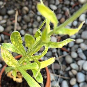 Photo of the plant species Peter's Cress by @IdealWhiterose named Curie on Greg, the plant care app
