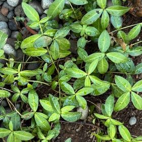 Photo of the plant species Lesser Periwinkle by @IdealWhiterose named Gates on Greg, the plant care app