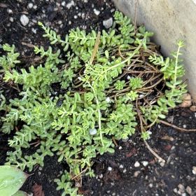 Photo of the plant species White Stonecrop by @IdealWhiterose named Delilah on Greg, the plant care app