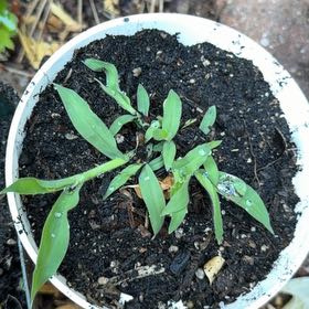 Photo of the plant species Hairy Crabgrass by @IdealWhiterose named Beyonce on Greg, the plant care app