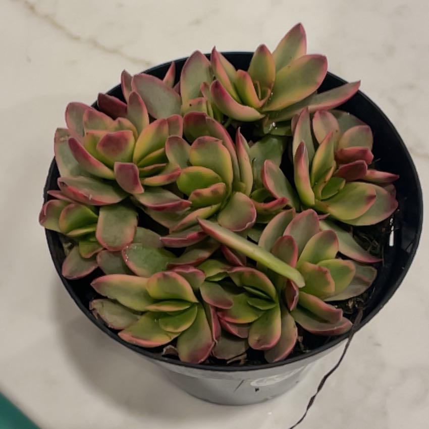 Photo of the plant species Crassula capitella subsp. capitella by @SalientSunburst named Drake on Greg, the plant care app