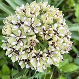 Photo of the plant species Curtiss' Milkweed by Alyssa named Apollo on Greg, the plant care app