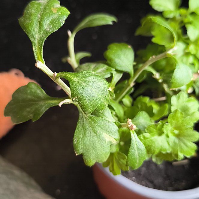 Photo of the plant species Indian Chrysanthemum by @ManlyCorncob49 named Morgan Treeman on Greg, the plant care app