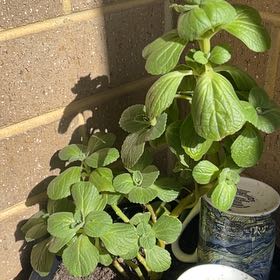 Photo of the plant species Plectranthus caninus by @ZanyCoralbell named Bigleef Smalls on Greg, the plant care app