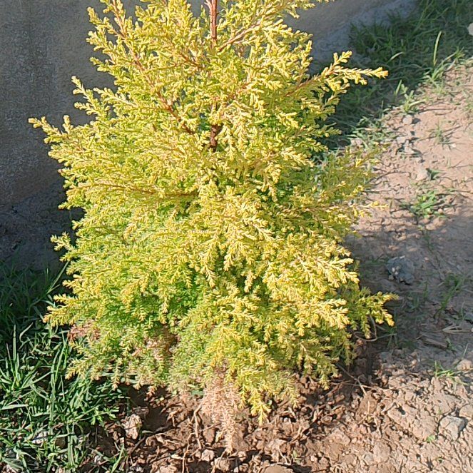 Photo of the plant species Palhinhaea Cernua by @SmartFeltbush named Miley on Greg, the plant care app
