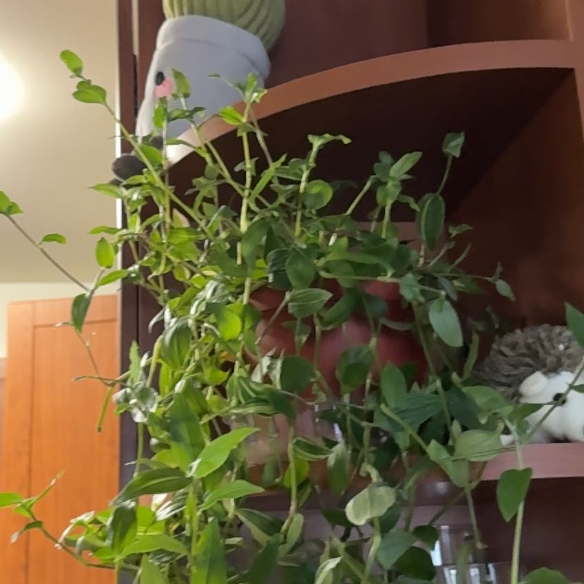 Photo of the plant species green and white tradescantia by @SplendidRedvein named Bigleef Smalls on Greg, the plant care app