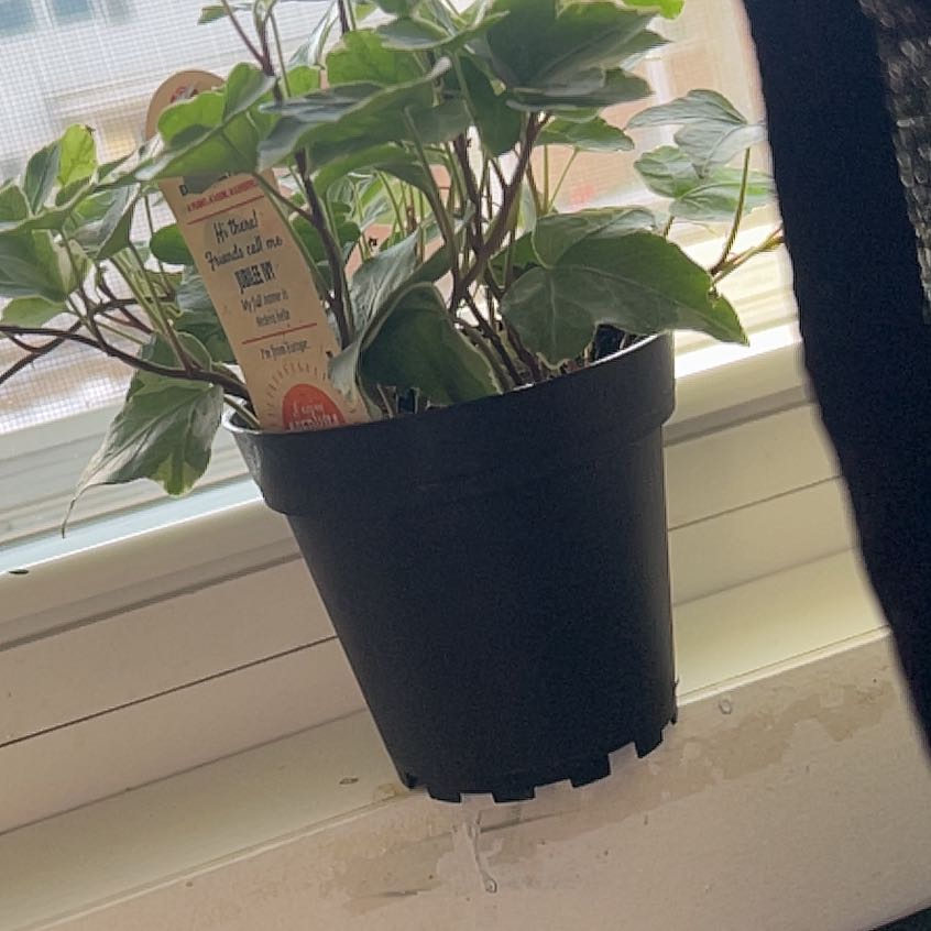 Photo of the plant species Jubilee Ivy by @NoblyMelittis43 named Sproutacus on Greg, the plant care app