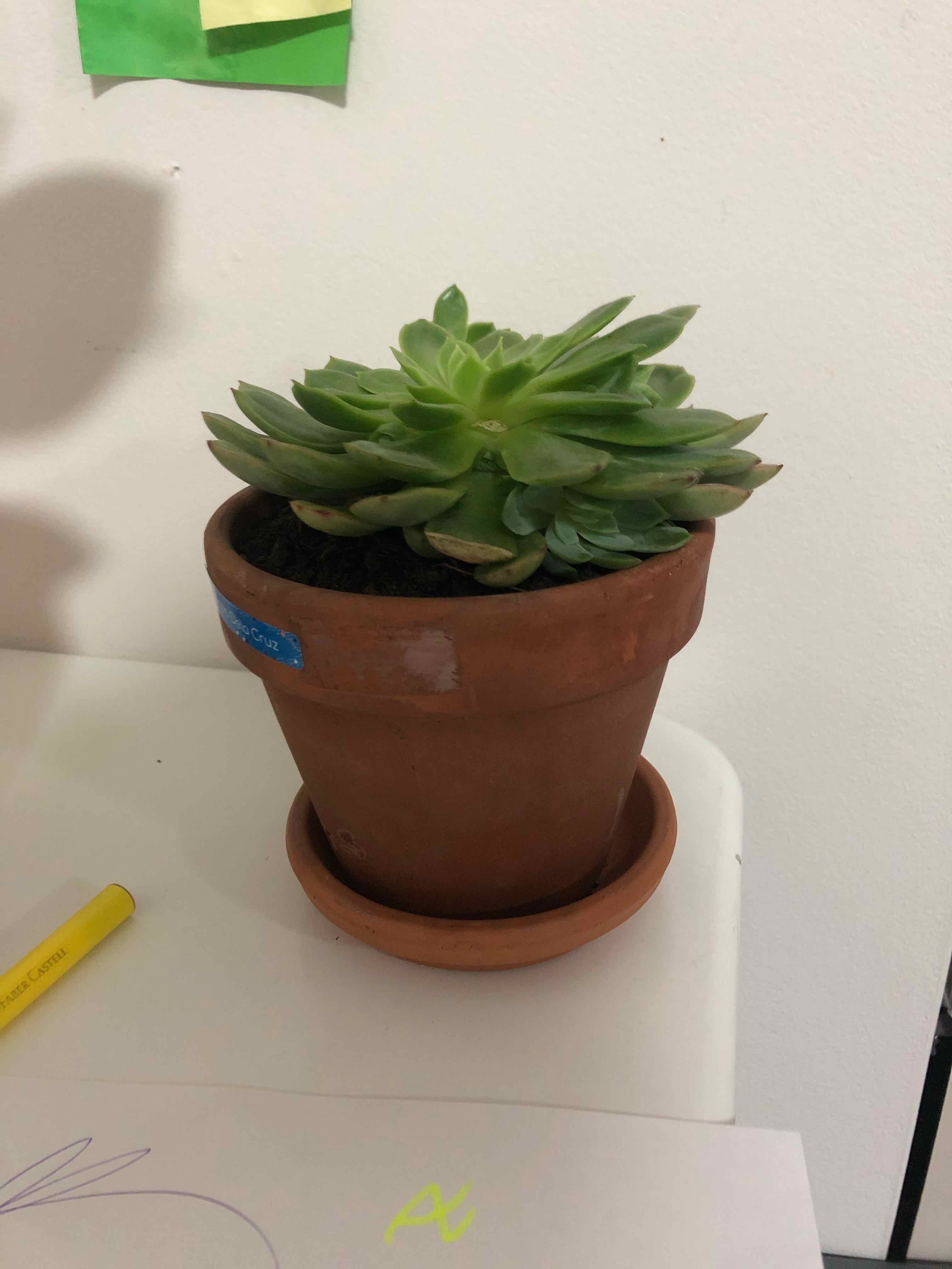 Potted Echeveria chihuahuaensis succulent in a terracotta pot on a white surface.