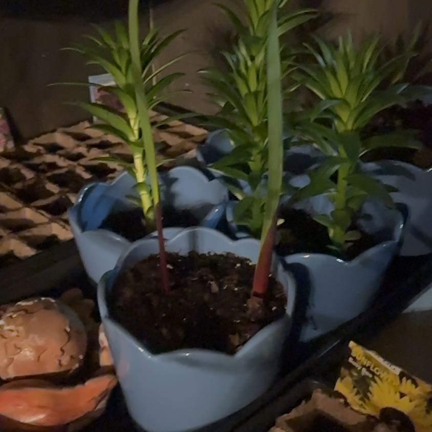 Photo of the plant species Landini Asiatic Lily by @MotherMarestail named Homer on Greg, the plant care app