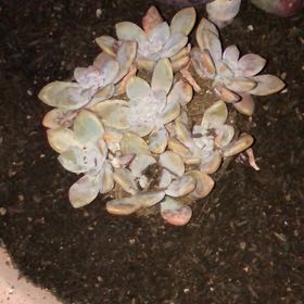 Photo of the plant species Graptopetalum pentandrum 'Murasaki' by @StarryBrowallia named Winston on Greg, the plant care app