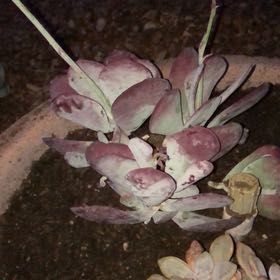 Photo of the plant species Cotyledon Passions Heart by @StarryBrowallia named Kylie on Greg, the plant care app