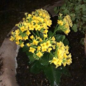Photo of the plant species Kalanchoe blossfeldiana 'Yellow' by @StarryBrowallia named Harmony on Greg, the plant care app