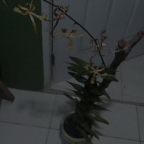Photo of the plant species Spider Orchid by @GratifyingAtom named Beauty on Greg, the plant care app