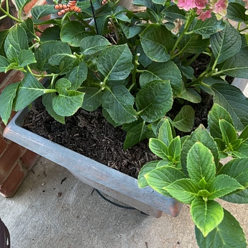 French Hydrangea plant in a pot with green leaves and some flowers.