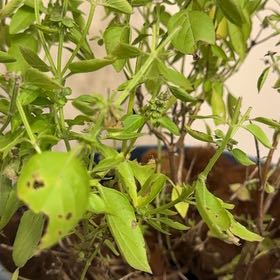 Photo of the plant species Lemon Basil by @TopMahoe78 named Maya on Greg, the plant care app