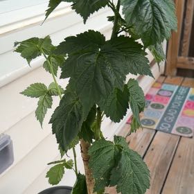 Photo of the plant species European Red Raspberry by @shelbymorman named Delilah on Greg, the plant care app