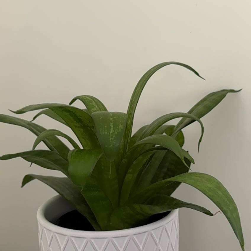 Photo of the plant species Snake Plant by @FabulousSedge named Mando on Greg, the plant care app