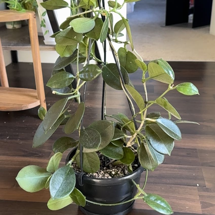 Photo of the plant species Hoya australis 'Keysii' by @FabulousSedge named Keysii on Greg, the plant care app