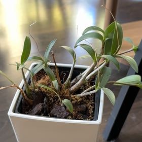 Photo of the plant species Pink Rock Orchid by @FabulousSedge named Nemo on Greg, the plant care app