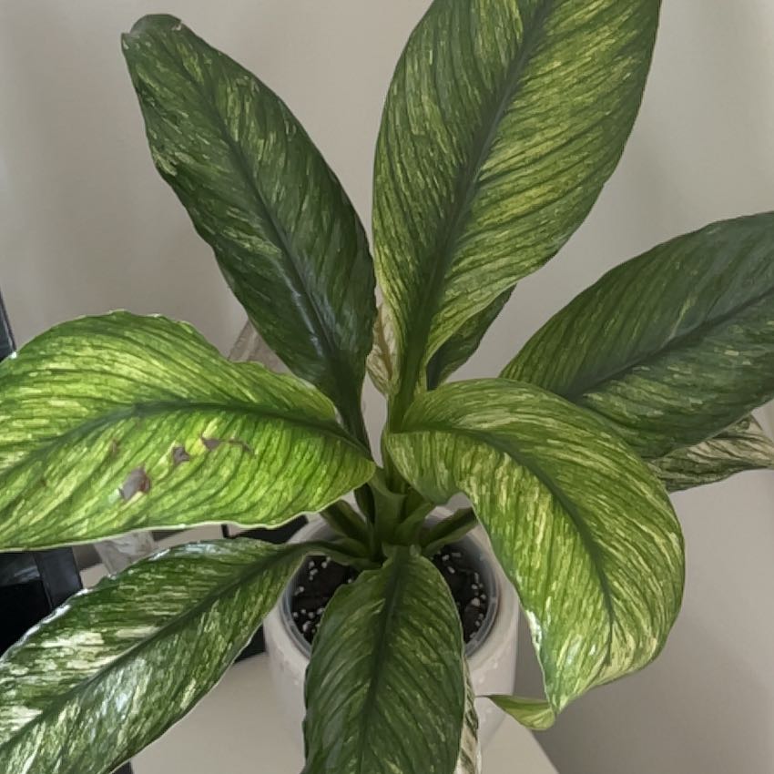Photo of the plant species Spathiphyllum 'Jessica' by @Smellie named Peace Lily Jessica on Greg, the plant care app