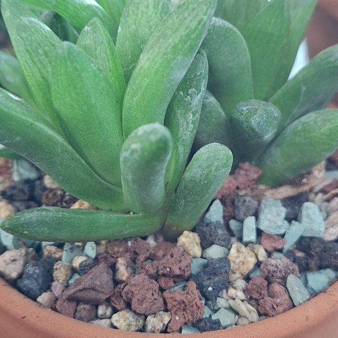 Photo of the plant species Windowpane Plant by @SuperRemuremu named Ulysses S Plant on Greg, the plant care app