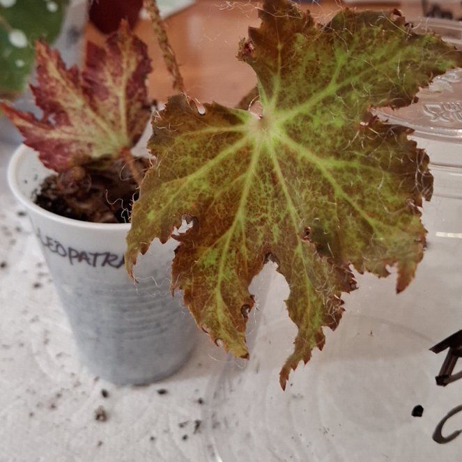 Photo of the plant species Maple leaf begonia by @SuperRemuremu named Orlando Bloom on Greg, the plant care app