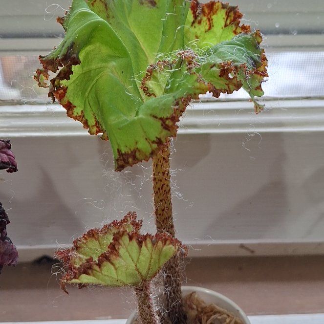 Photo of the plant species Maple leaf begonia by @SuperRemuremu named Marley on Greg, the plant care app